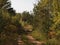 Autumn landscape. Forest road in the autumn forest among wilting grass, bushes and trees