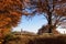 Autumn landscape with forest road and gate