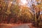 Autumn Landscape with Forest and A Road. Sunlight through the red trees