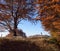 Autumn landscape with forest road and wooden gate