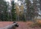 Autumn landscape from the forest, simple picnic place in the forest, dry leaves on the forest trail, dry grass and moss, fallen