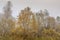 Autumn landscape of forest, Vitosha Mountain, Bulgaria