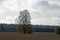 Autumn landscape. Freestanding tree. Tall linden in a plowed field. Rural scene. October.
