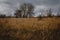 Autumn landscape. Gloomy severe sky, lonely bare trees in a yellow field