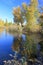 Autumn landscape - gold birches near pond