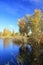 Autumn landscape - gold birches near pond