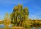 Autumn landscape. Golden birches on shore of lake in Mitino landscape park. Moscow, Russia