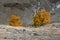 Autumn Landscape With A Group Of Birches With Bright Yellow Foliage And Freshly Fallen Snow On Grass.Mountain Autumn Landscape Wit