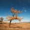 Autumn landscape, larch tree