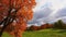 Autumn landscape, leaves swinging in a tree in autumnal park. Fall. Autumn colorful park.