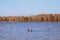 Autumn landscape. A lone mallard swims in the lake.