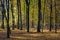 Autumn landscape of a mixed European wood with thicket of deciduous and coniferous trees in Las Kabacki Forest in Mazovia region