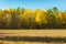 Autumn landscape of a mixed forest in a multi-colored palette.