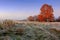 Autumn landscape in the morning on frosty meadow with colorful tree. Scenery autumn meadow with hoarfrost on grass.