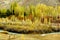 Autumn landscape in the mountains with tall multicolored trees along a river full of water in Harandeh village, Damavand, Iran.