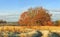 Autumn landscape of nature in october clear morning. Tree with red leaves on meadow covered yellow grass on bright sunny day. Fall