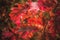 Autumn landscape oak leaf background.