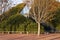 Autumn landscape park with a path, a tree with yellowish leaves