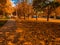 Autumn Landscape. Park with scattered leaves. Orange saturated background. Ukraine