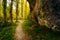 Autumn landscape. Path in the forest with lights and shadows. Carpet of fallen leaves and magical and enchanted forest