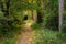 Autumn landscape. Path in the forest with lights and shadows. Carpet of fallen leaves and magical and enchanted forest