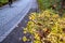 Autumn landscape of paved sidewalk with fall yellow leaves and blurry bicycle on background. Focus on foreground.