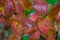 Autumn landscape of photography, Maple tree or shrub with lobed leaves, winged fruits