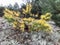 Autumn landscape. Pine with yellowed tips of needles.