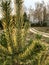 Autumn landscape. Pine with yellowed tips of needles. Country road.