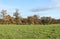 An autumn landscape of Red Deer grazing in a field in front of a wooded area of Oak trees at Woburn, Uk