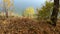 Autumn landscape on the river bank