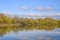 Autumn landscape. River and river bank with yellow trees. Willow and poplar on the river bank.