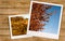 Autumn Landscape and rosehips