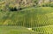 Autumn Landscape of rows green vineyard