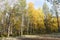 Autumn landscape Russian forest tundra