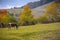 Autumn landscape scenery with solitary cow on a meadow