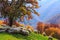Autumn landscape, sheep, shepard dog