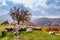 Autumn landscape, sheep, shepard dog