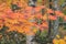 an autumn landscape at Shinhodaka Ropeway, japan 31 Oct 2013