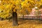 Autumn landscape. Side view of carpet of yellow maple leaves around an old trees in park on sunny day, close up