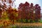 Autumn landscape in the State Circus Park in Bucharest