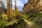 Autumn landscape with sun from front to backlight, leaves on the ground, trees and path to the horizon