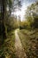 Autumn landscape with sun from front to backlight, leaves on the ground, trees and path to the horizon