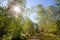 Autumn landscape with the sun shining through the birch branches