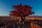 Autumn landscape with tree, Kyrgyzstan