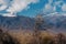 Autumn landscape with tree on mountains background, Kyrgyzstan