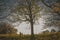 Autumn Landscape with trees and falling leafs in Scotland