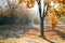 Autumn landscape. Trees, grass, trail, fog, hoarfrost, leaves, water, sunlight, sky