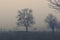 Autumn landscape with trees in thick fog and frost on the branches