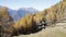 Autumn landscape in Valtellina in Italy.